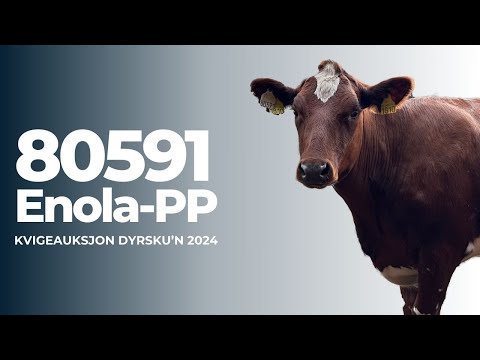 Kvigeauksjon 2024: 80591 Enola-PP