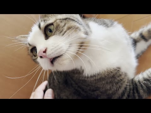 お父さんが起きると喜びを表現する猫のかわいい瞬間 サムネイル