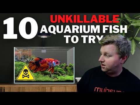 Top 10 Most Hardy Aquarium Fish for Beginners Welcome to my channel, where we explore the fascinating world of aquariums and showcase some of the 