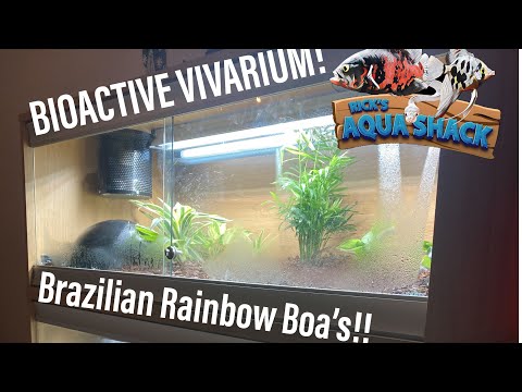 BIOACTIVE Vivarium Build! (Brazilian Rainbow Boa) The long awaited enclosure build for my BRB’s!!

Follow me on Instagram @ricks_aqua_shack