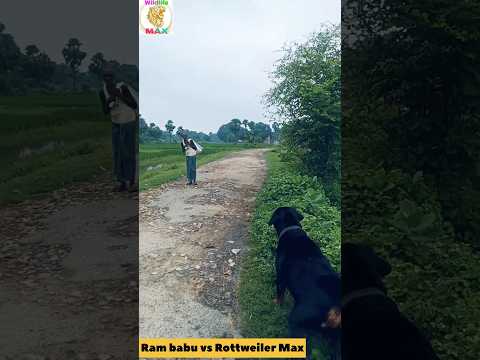 Rottweiler Max Attacks the Public 😱| #Rottweiler #DogAttack #RottweilerMax #ViralVideoDangerousDog