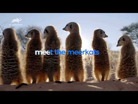 Meet The Meerkats'