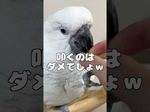 鳥ってくちばし触られるの嫌なはずだが…？ #shorts