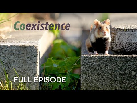 Wild Hamsters Thriving in Viennese Graveyards I Coexistence I BBC Earth