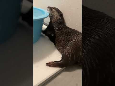 Belle went wild during bath time! 🦦💦|Bingo & Belle
