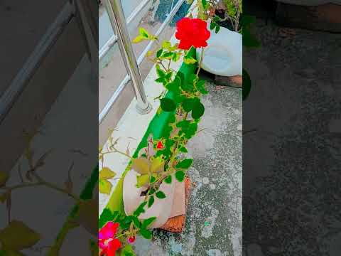 Gardning shorts #shortsfeed #viralshort #viralvideo #gardning #rose #shortsfeed #flowers #roses