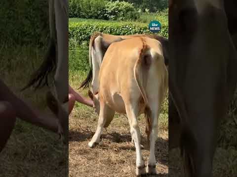 Man rides pregnant cow #itvnews