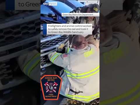 Owl rescued after being hit by vehicle