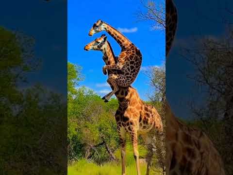 amazing fanny moments animals 🦒#wildlife #shortsfeed #viral #animals #junglelife