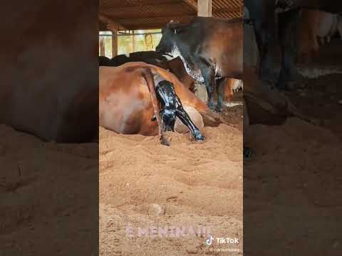 ولادة بقرة لحظة بلحظة 🐄#الحيوانات #طب بيطري