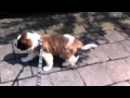 barry en promenade