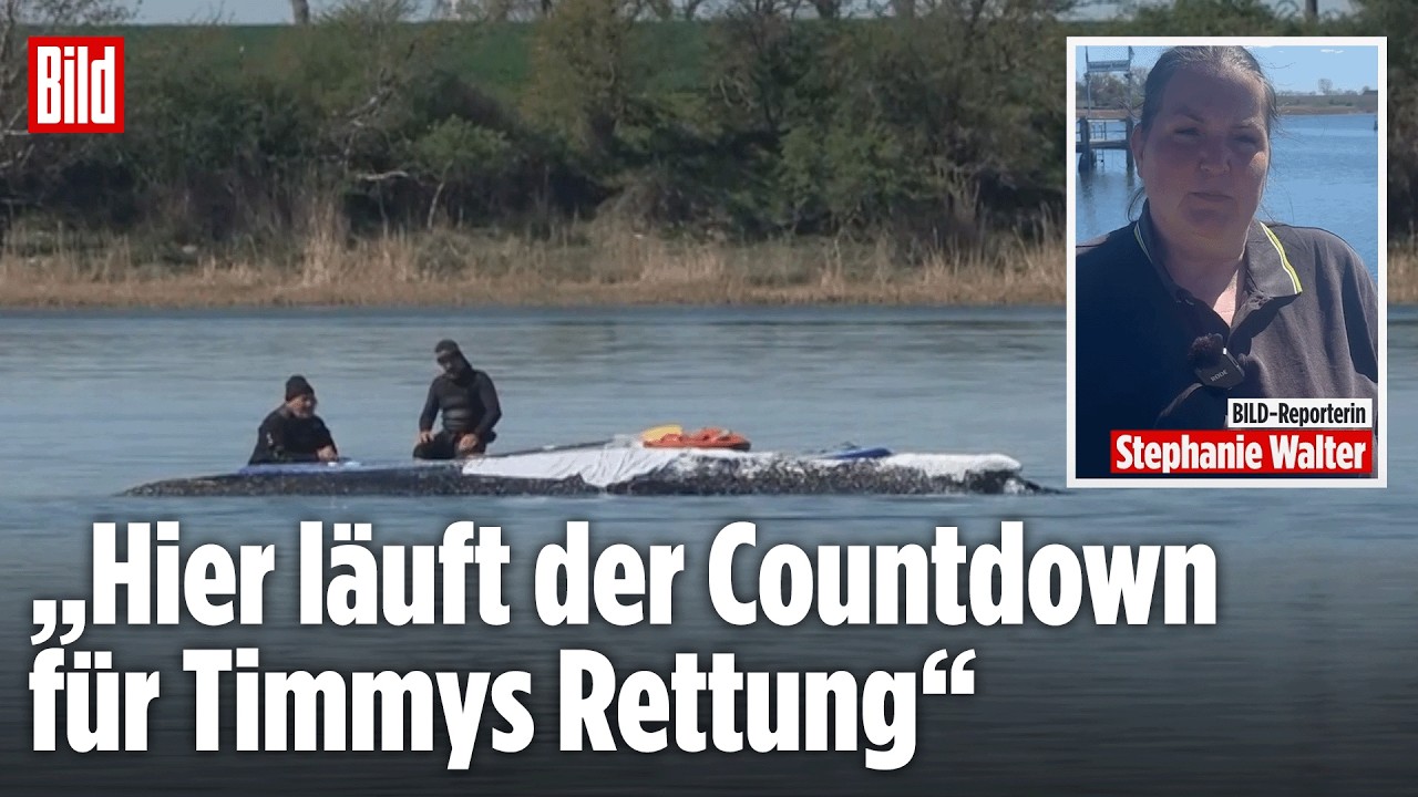Rettungsaktion um Wal Timmy: Experten bereiten Transport in die Nordsee vor