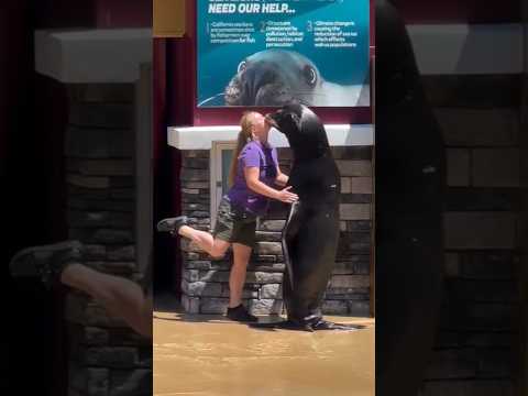 Clyde_is_full_of_charm!_#adorable_#Charming#sealion #dolphin #shorts