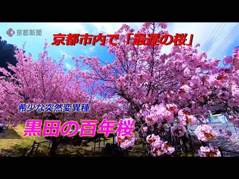 【京都の桜・4K】京北・春日神社「黒田百年桜」（2024年4月16日　京都市右京区）　&quot;Kuroda's Hundred Year Cherry Blossoms&quot; in Keihoku, Kyoto