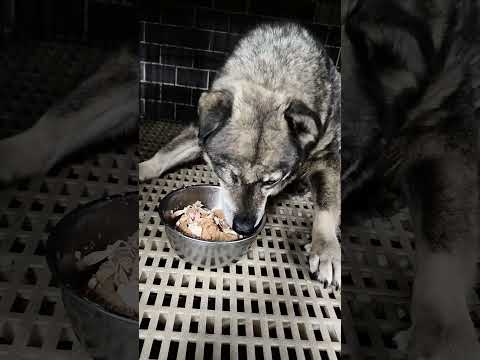 老蘇都是固定使用同一品牌的老犬飼料，避免不同的飼料造成狗狗腸胃不適應，泡軟後加入任何寵物罐頭及鮮食，若有胃口不佳或挑食的狗狗，家樂福的烤雞非常好用