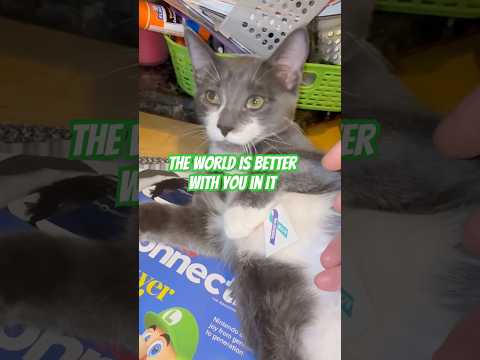Kitten of HOPE 😺(Stay Alive!) #suicideawarness