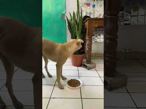 #cachorros #perros #canilla #mascotas #cachorrosdivertidos #mascotas #cachorro