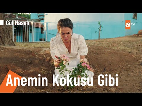 Gonca'nın evinin bahçesinde yaban gülü açıyor...🌹 - @Gül Masalı 4. Bölüm