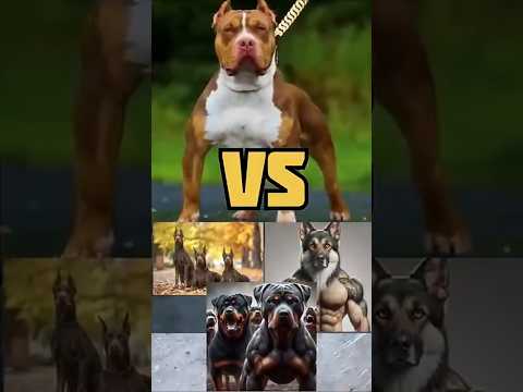 Pitbull versus tree dogs#shorts #shortsfeed #youtubeshorts #ytshorts #trending