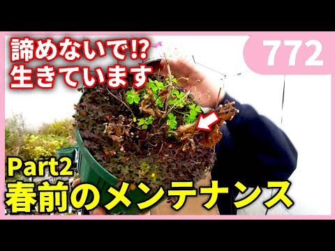 春前の植物のメンテナンス②　ｂｙ園芸チャンネル  772 園芸 ガーデニング 初心者