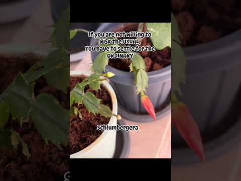 My #schlumbergera #flowers #loveit #satisfying #gardening #lifeisbutadream #yt #ytshort my #plants
