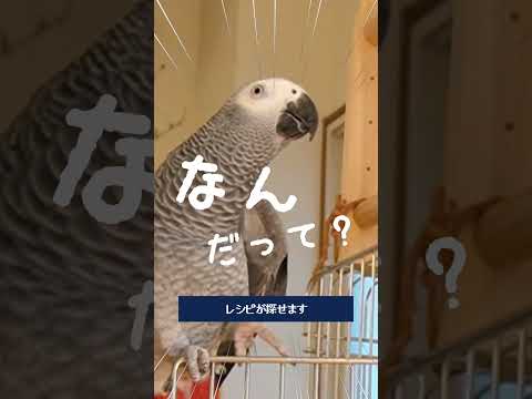 【会話成立】アレクサの提案を拒否するヨウムのずぅちゃん #ヨウム #おしゃべり