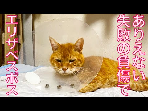 ボス猫、あり得ないミスで負傷する　The Boss Cat's Mistake