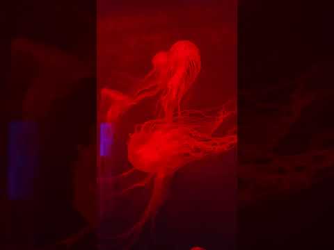 #aquarium #sealife #jellyfish #jellyfishentertainment  #lofi #aesthetic #calming#space #music#chill