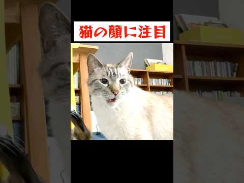 兄弟猫の股間の匂いを嗅いだ猫