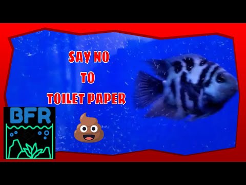 TROPICAL FISH STORE TOUR @BFR TROPICAL FISH STORE TOUR @BFR. Please subscribe  https_//www.youtube.com/c/BensonsFish...

Update on