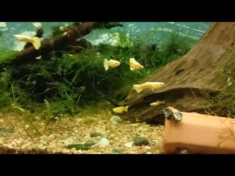 Guppies and more