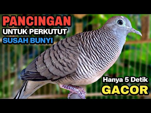 Perkutut Lokal Gacor Suara Besar Pancingan Burung Perkutut Agar Cepat Bunyi.