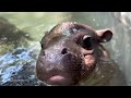 Pygmy hippo baby at Kansas Zoo refuses to leave pool until universal mom stare  - 01:53 min - News - Video