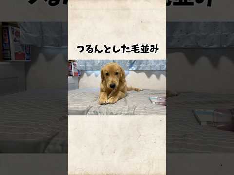 つるんとした頭#goldenretriever #ゴールデンレトリバー サムネイル