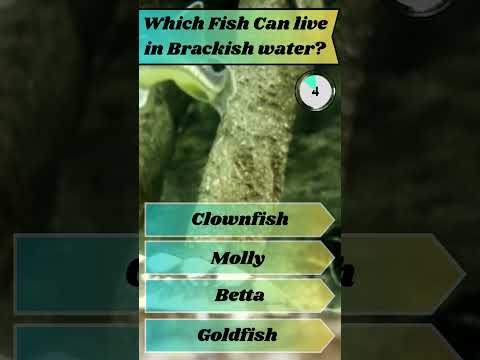 Brackish water aquarium fish. Who is it? Aquarium  🐡 Channel Sponsor Buceplant - http_//tinyurl.com/3fu6xckd They have an amazing selection of plant
