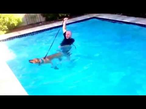 Thank you Scottsdale dog training ''k9katelynn'' on teaching our dog how to swim!! You can see more about Phoenix dog training @ k9katelynn.com