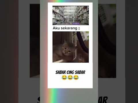 Siapa yang dulu kaya gitu? ngaku 😂 #kucing #videolucu #fyp