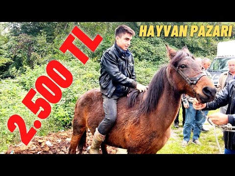 HAYVAN PAZARI / 2500 TL YE AT SATILDI