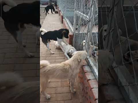 Rocky's Son didn't let his uncle down, protecting him and preventing any rivals from getting close.