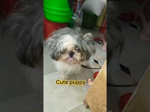 🤯ये Puppy है क्या?|cute puppy#puppy#cute#pet#shorts#youtubeshorts