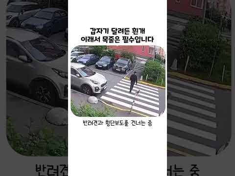 <strong>목줄</strong> 없이 달려든 개와 뻔뻔한 견주의 태도 (분노 주의)