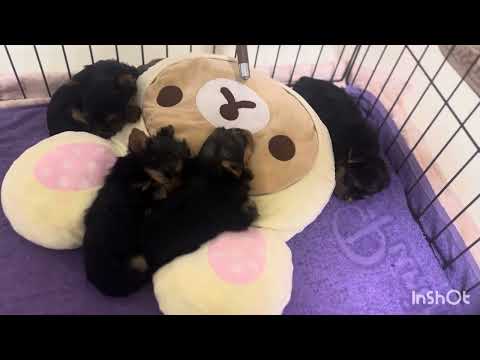 生後6週目のヨーキーの赤ちゃん👶