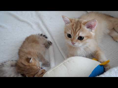 Poco the cat watches over Lili's baby kittens in place today!