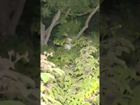 Paposh qabristan me Jin se SAMNA #shorts #youtubeshorts