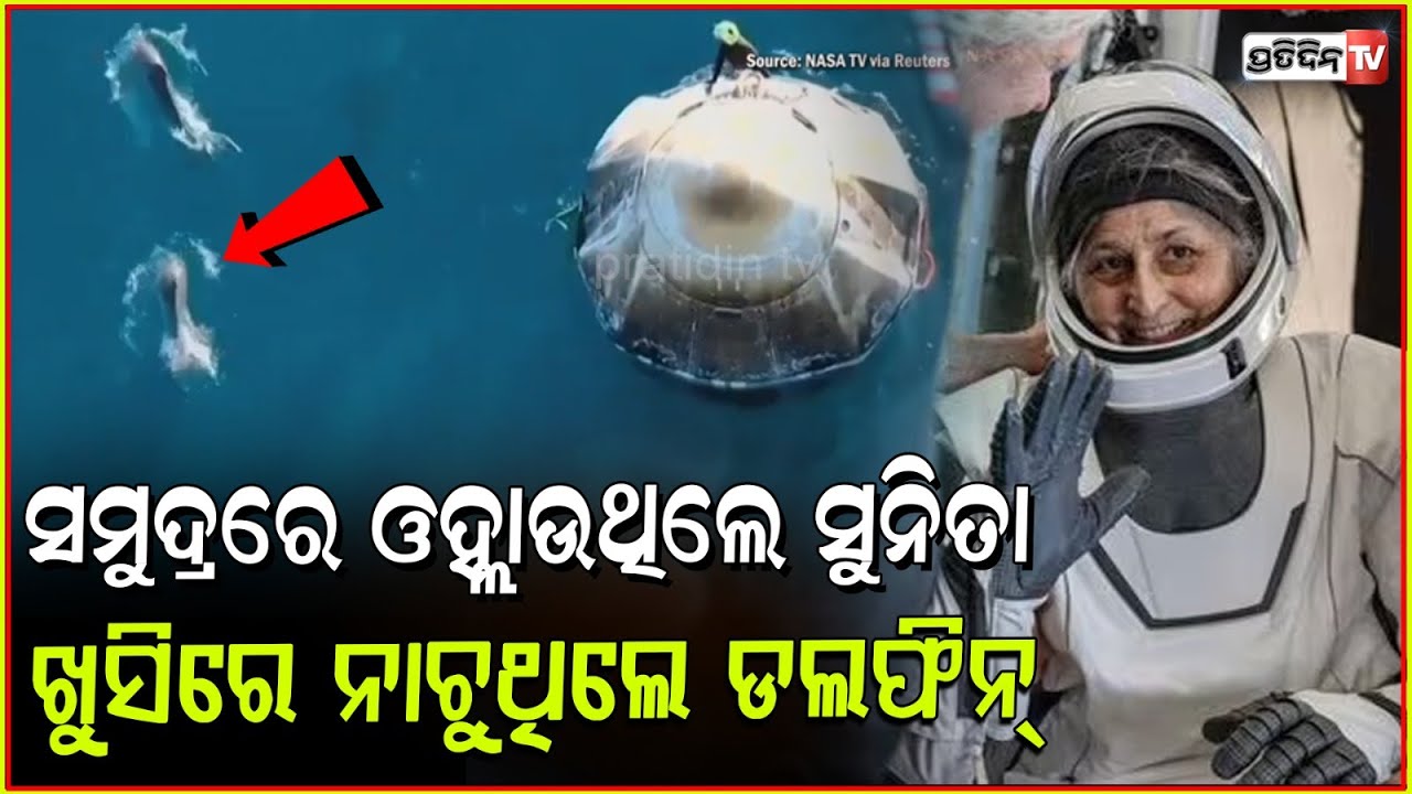 ସୁନିତାଙ୍କୁ ଦେଖି ଖୁସୀରେ ନାଚିଲେ ଡଲଫିନ୍ l Dolphins Welcome Sunita Williams & Crew Back to Earth