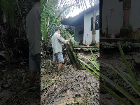 Mưa lũ tới gần, tôi quyết làm bờ kè bảo vệ nhà! Phần1! Building a Riverbank Wall by Myself