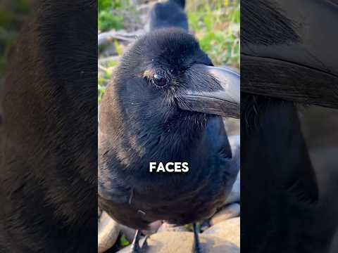 "This Bird Might Remember Your Face Forever 😳" #animals