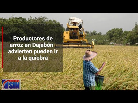 Productores de arroz advierten pueden ir a la quiebra