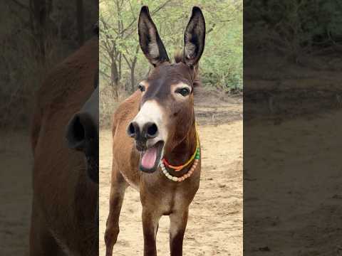 Sounds #janwar #trending #success #ytshorts