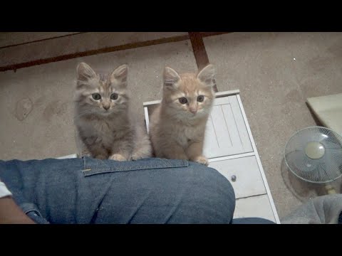 可愛い子猫たちと他のみんなの様子